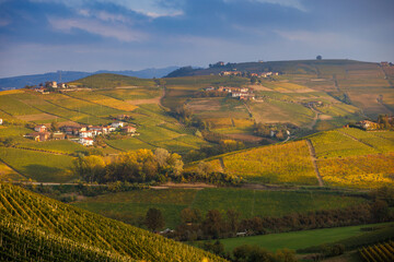 Fototapeta na wymiar vineyards near Barbaresco, Piedmont in autumn
