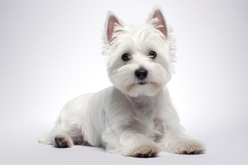 A Serene Pup Resting on a Clean, White Surface