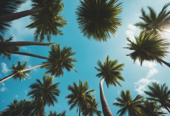 Fototapeta na wymiar Blue sky and palm trees view from below Tropical beach and summer background Travel concept