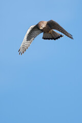 Hovering kestrel preparing to dive down