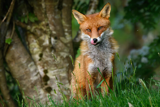 red fox