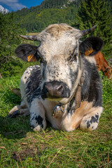 Les Bouchoux, France - 08 31 2021: View of a herd of Jura cows sitting on the fields, the forest and the mountains behind.