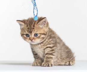 british longhair kitten on a white paper background