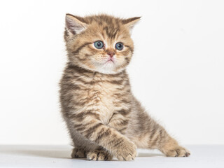 british longhair kitten on a white paper background