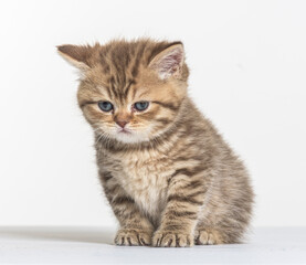 british longhair kitten on a white paper background