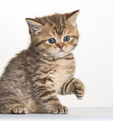 british longhair kitten on a white paper background