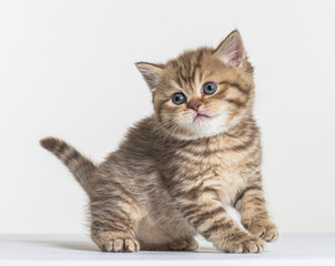 british longhair kitten on a white paper background