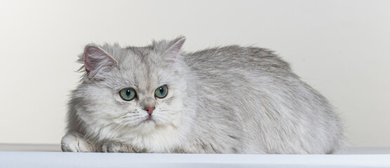british longhair on a white paper background