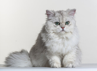 british longhair on a white paper background