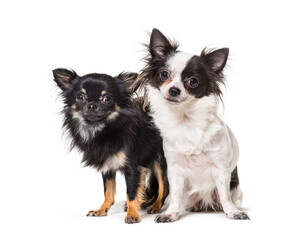 two chihuahua together, isolated on white