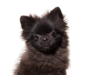 Obraz premium Black spitz dog, isolated on white