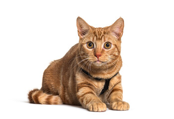Fototapeta premium Ginger crossbreed cat, isolated on white