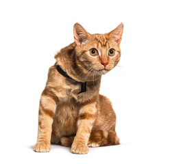 Obraz premium Ginger crossbreed cat, isolated on white