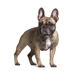 Obraz premium French bulldog isolated on white