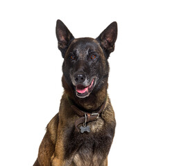 Tervuren or Malinois dog isolated on white