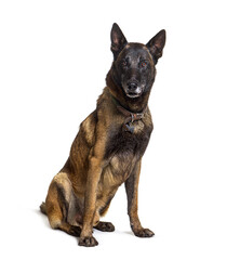 Tervuren or Malinois dog isolated on white