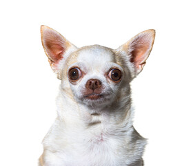 Mixedbreed dog isolated on white