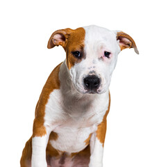 American staff dog isolated on white