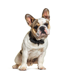French Bulldog isolated on white