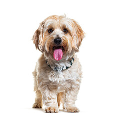 Havanese dog isolated on white