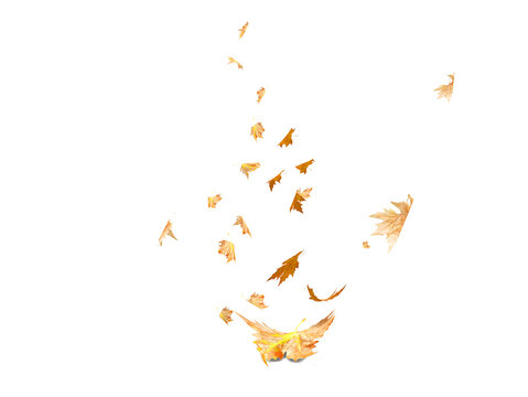 autumn leaves falling and flying  by the wind isolated for background - 3d rendering