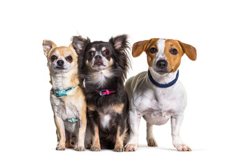 three dogs Chihuahuas and jack russel terrier