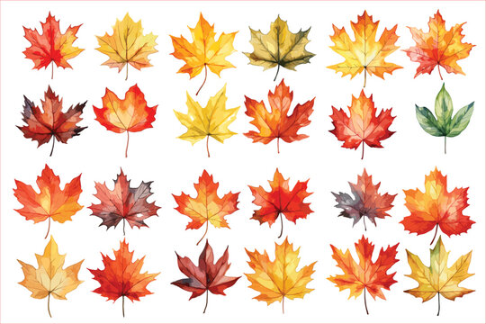 Watercolor autumn leaves, Beautiful autumn leaves, Autumn leaves watercolor set	
