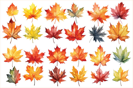 Watercolor autumn leaves, Beautiful autumn leaves, Autumn leaves watercolor set	
