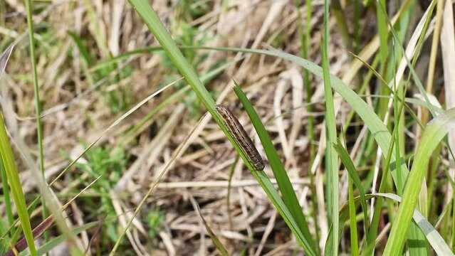 A brown sawfly butterfly caterpillar crawls through the grass.