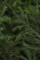 zoom on a pile of fir branches