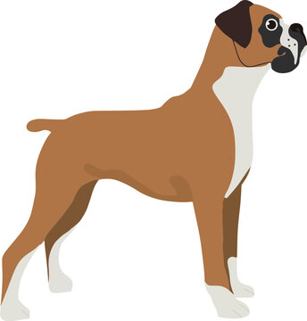 Boxer Dog Vector Image