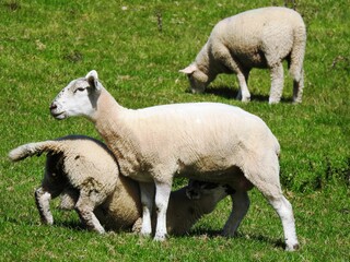 Obraz premium Baby sheep feeding from its mother sheep in a sun-drenched meadow in Ireland