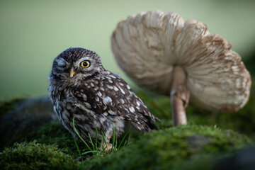 blinking owl