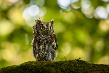 owl