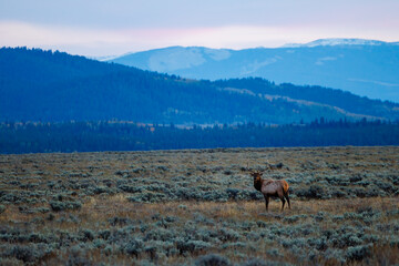 Landscape with a bull elk (Cervus canadensis) standing and looking in a grassy meadow with mountains in the background during early fall in Grand Teton National Park, Wyoming