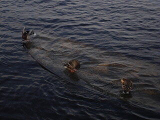ducks in the water