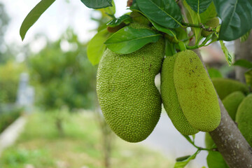 Two jack fruits and green leaves on the tree with selective focus and blur