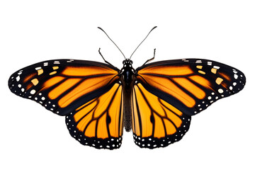 Stunning Butterfly in Mid-Flight -on transparent background
