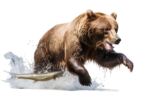 Majestic Grizzly Bear Catching Salmon -on transparent background