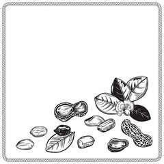 Corner composition in a frame of peanut kernel and twig with leaves and flower