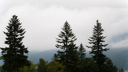 mountain view forest landscape Poland Zakopane © Андрей Трубицын