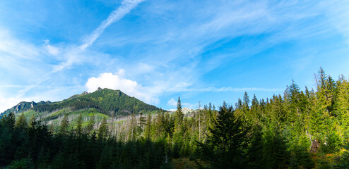 mountain view forest landscape Poland Zakopane © Андрей Трубицын