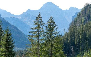 mountain view forest landscape Poland Zakopane