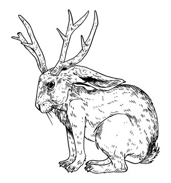 Jackalope vector illustration - angry