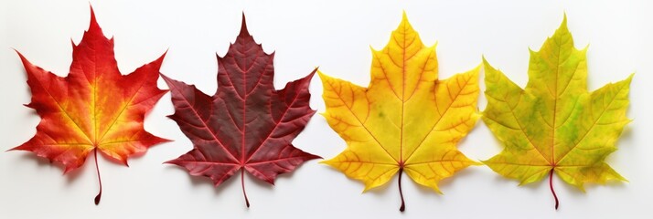 Naklejka na ściany i meble Isolated image of Autumn leaf on a white background. Autumn seasonal concept.