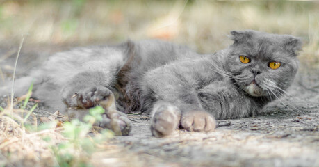 Naklejka na ściany i meble gray cat Scottish fold lies in the dry grass