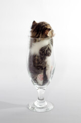 small kitten color tabby sitting in a clear beer glass