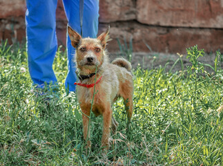 shaggy outbred dog on lawn on leash next to man in blue veterinary uniform
