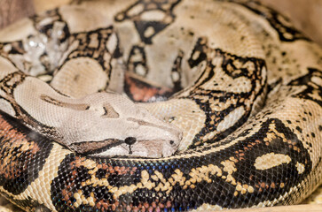 Boa Snake skin and head with black eye