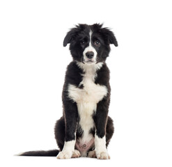 Young Black and white Border collie Dog sitting in front of the camera, cut out